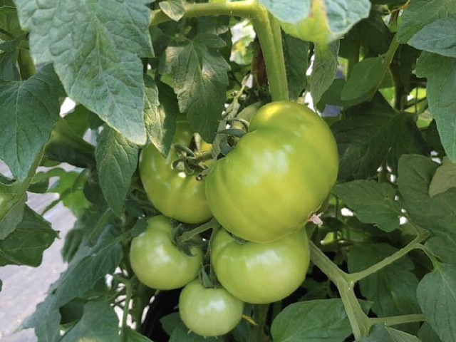 Green Tomatoes